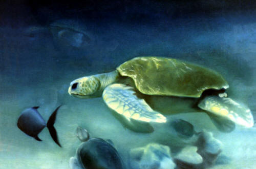 Loggethead Turtle n Anni Adkins