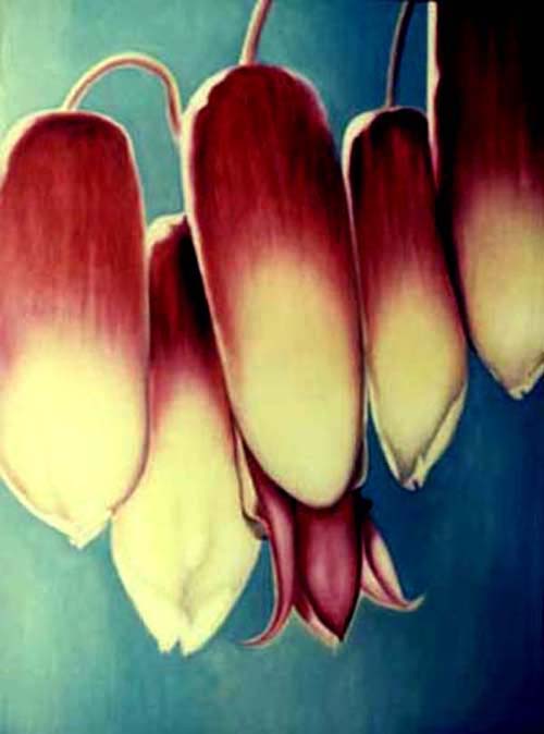 Florida Pods by Anni Adkins