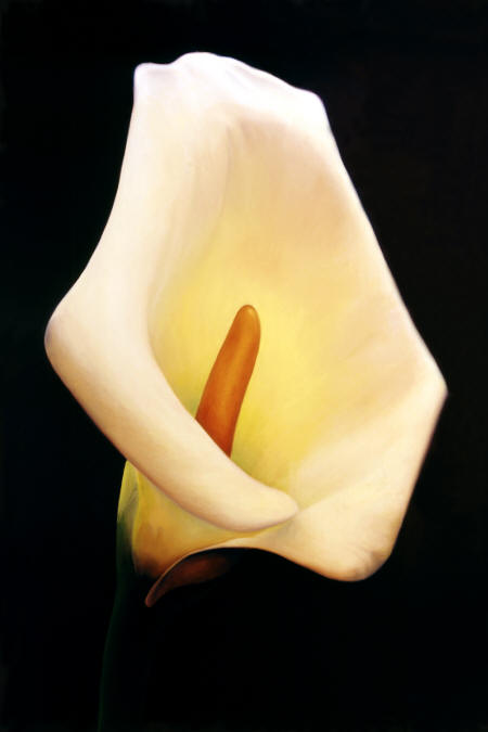 Calla Lily by Anni Adkins