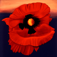 Desert Poppy by Anni Adkins