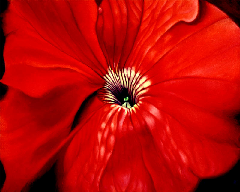 Petunia Painting by Anni Adkins