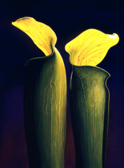 Two Jacls by Anni Adkiins