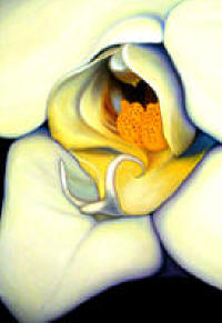 Orchid by Anni Adkins