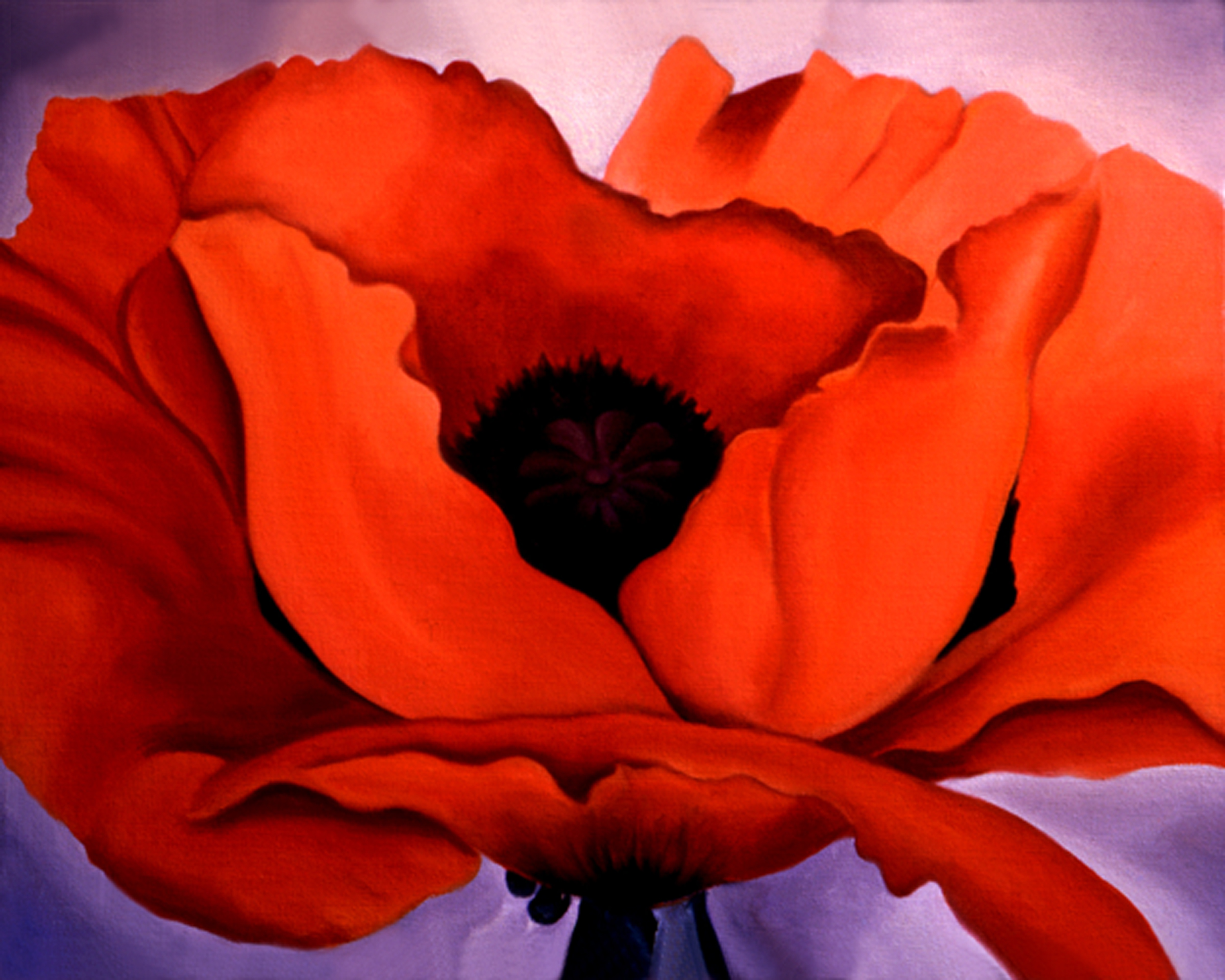 Georgial's poppy