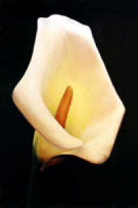 Calla Lily by Anni Adkins