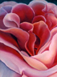 Peach Rose by Anni Adkins