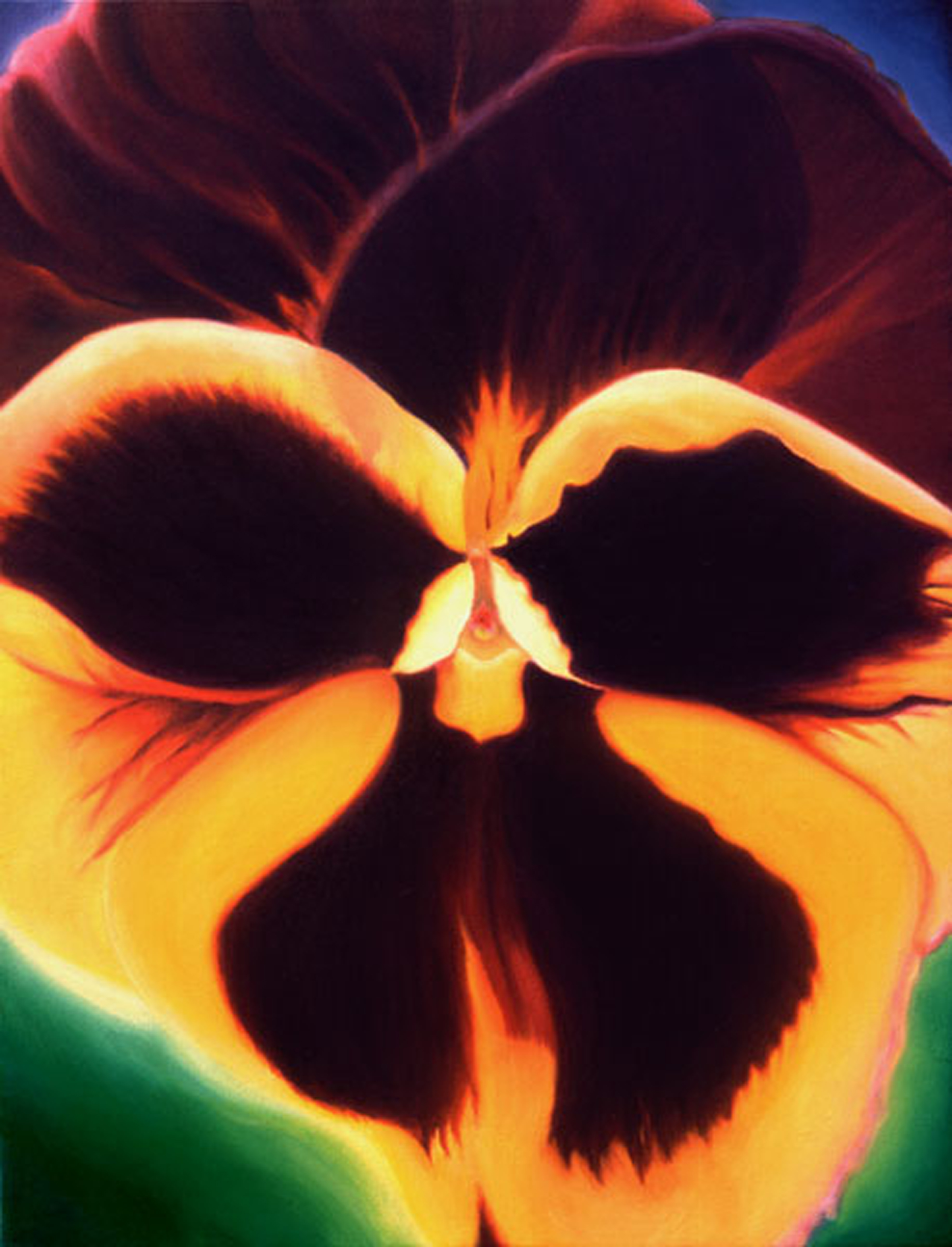 Purple & Yellow Pansy - Flower Paintings by Anni Adkins